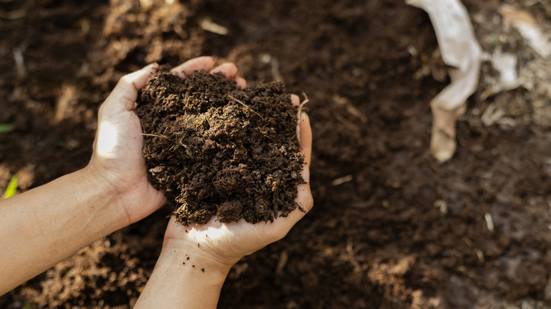 Hands holding soil to evaluate its overall health