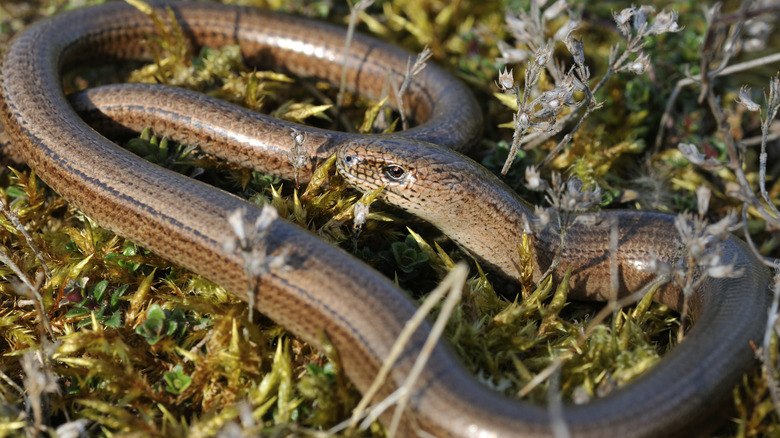Snake in garden
