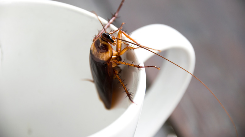 Closeup of cockroach inside a coffee mug