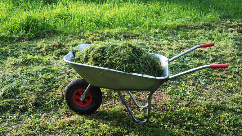 Wheelbarrow on a lawn with fresh grass clippings