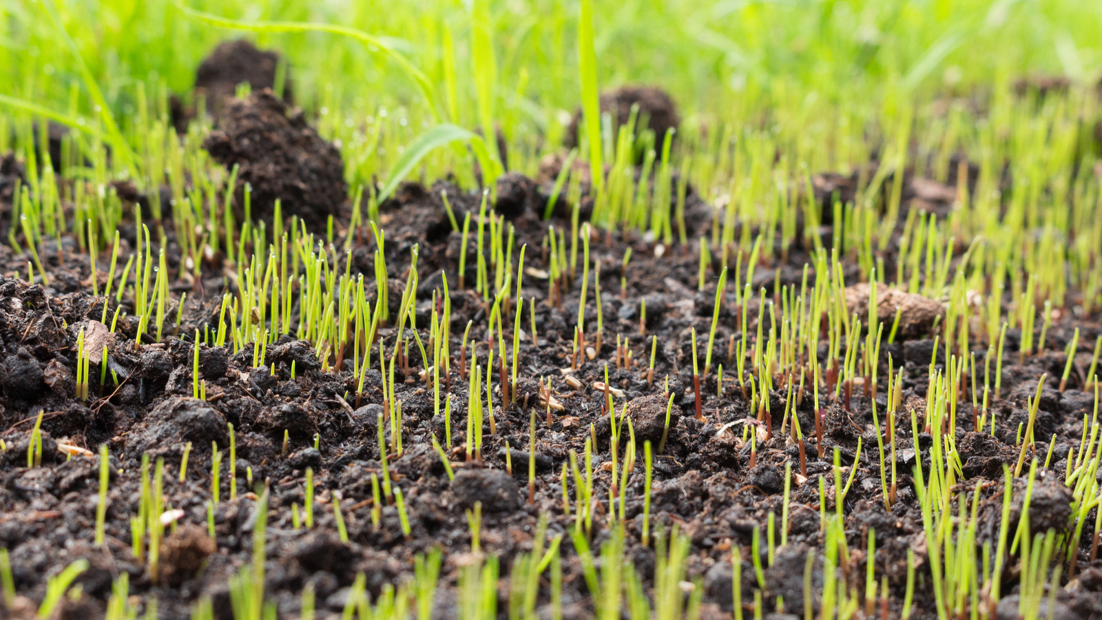 Will Grass Seed Germinate On Top Of Soil? Here's What You Should Know