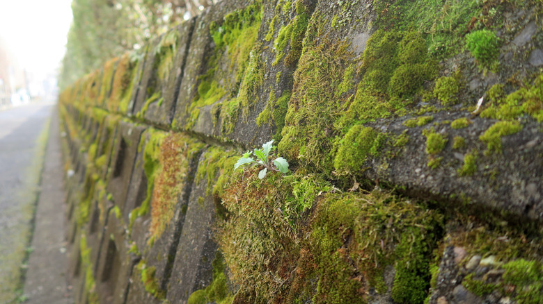 A mossy-covered retaining wall
