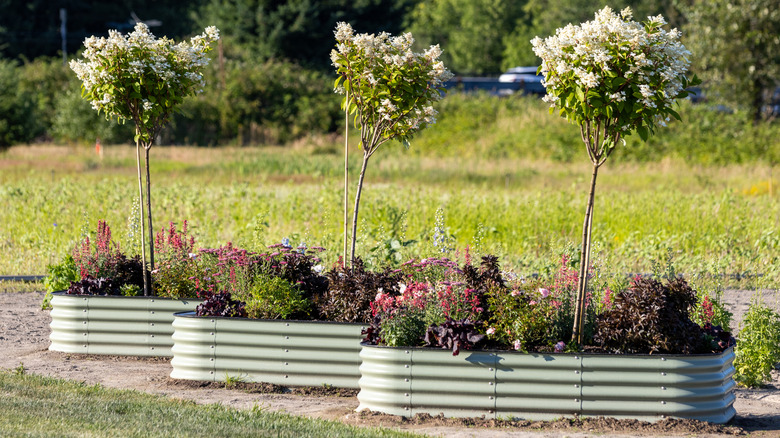 Plants in a raised metal garden bed