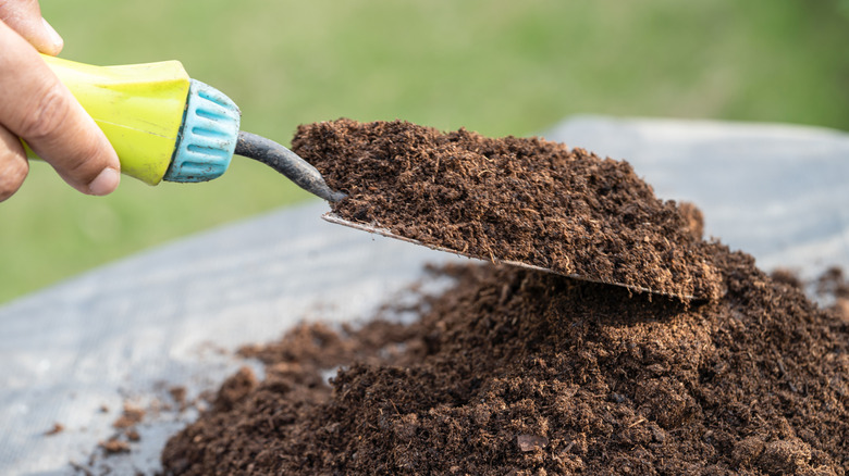 A person using a spade to scoop up peat moss