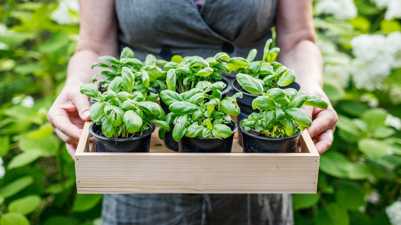 person holding basil plants