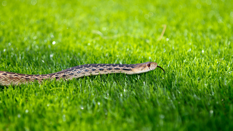 snake in garden