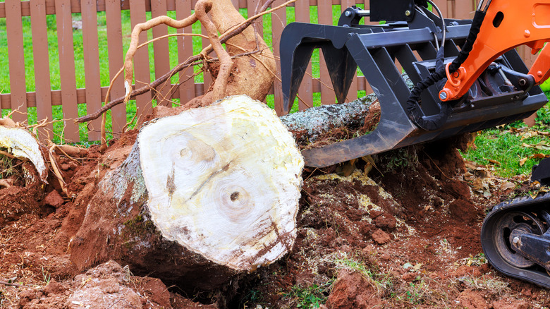 A skid steer is removing a tree stump from a residential yard