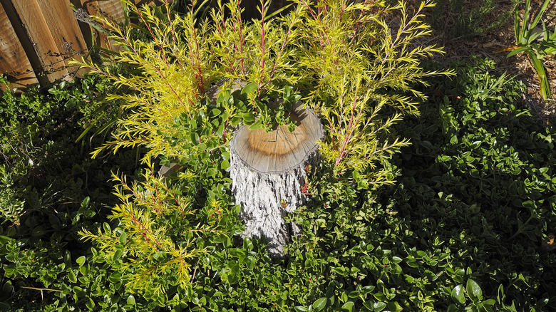 Root suckers growing around a dead tree stump