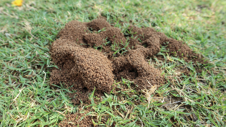 A close-up shot of ant hills on grass