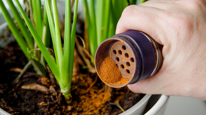 Hand holding a cinnamon bottle over a plant