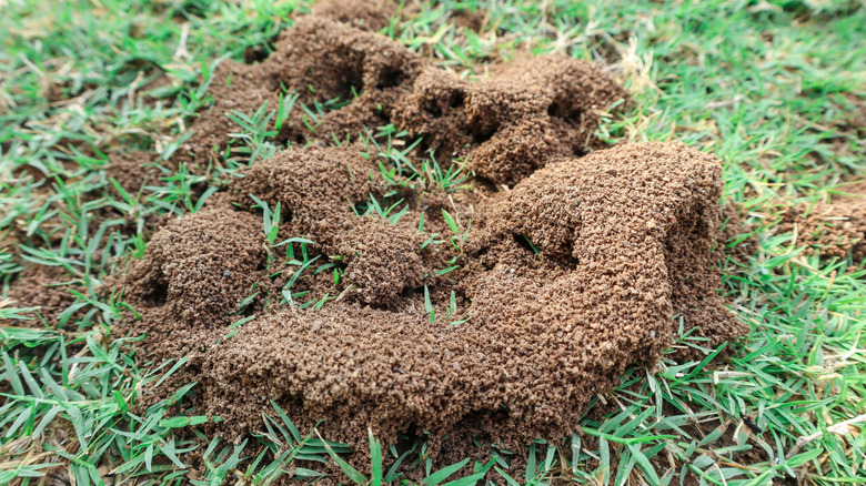 Ant hill on top of grass