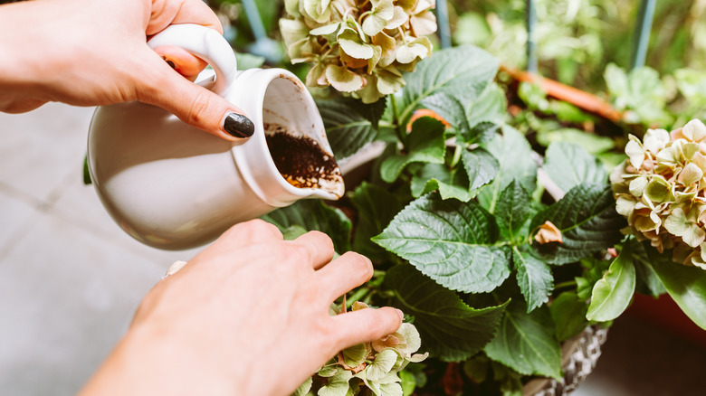 coffee ground being sprinkled over garden plant