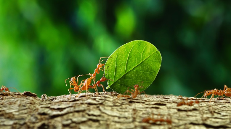 close up of ants on a tree trunk carrying a leaf