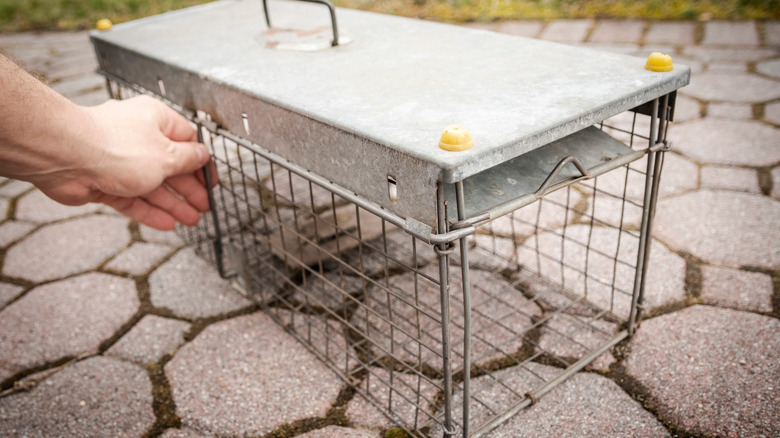 A humane, live-pest trap sitting outside and being prepped.