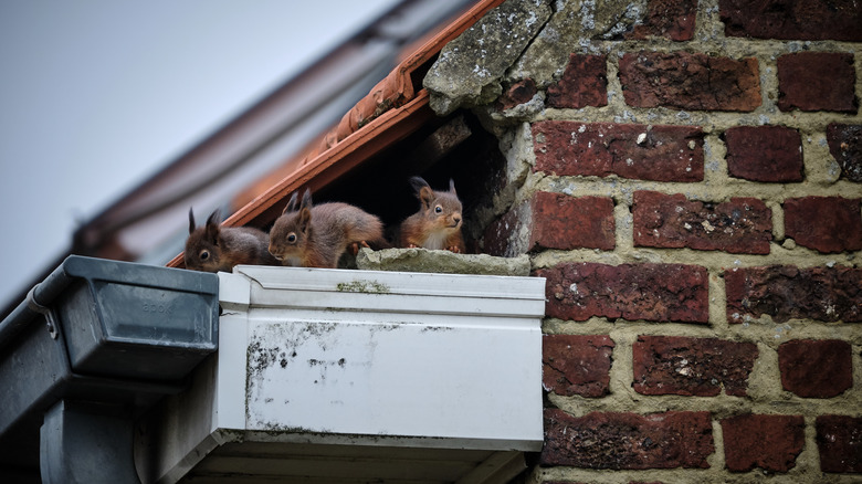 A family of squirrels who have nested in an attic poking their heads out of a entrance below roof shingles.