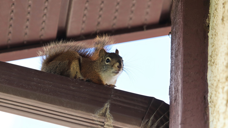 A cute squirrel sitting on a gutter drain near a roof.