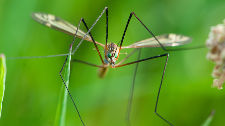 Crane fly close up