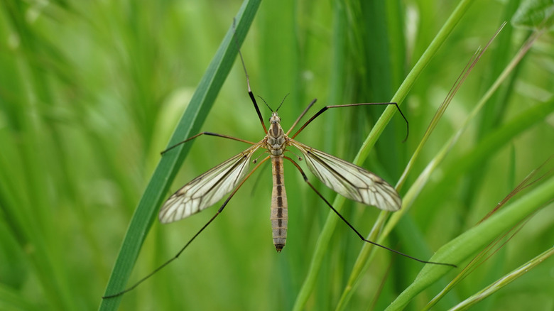 Crane fly in grass