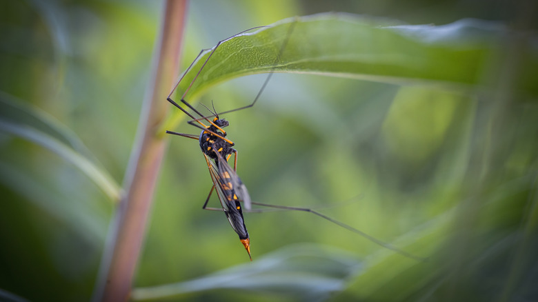 Crane fly on leaf