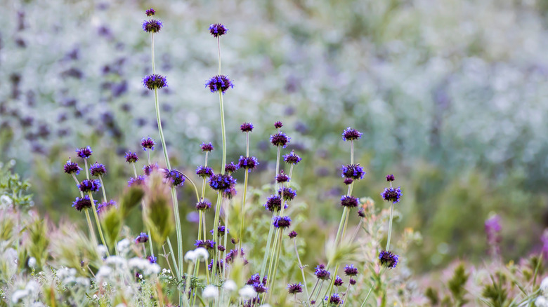 Purple flowers growing on tall stalks.