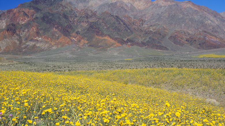 A stunning display of yellow flowers in a super bloom at Death Valley