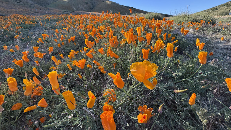 A super bloom featuring California poppies