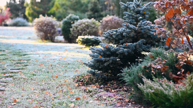 Shrubs and trees in a garden touched by winter frost