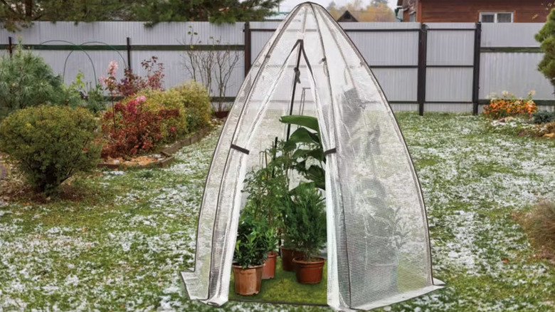 Aldi's Gardenline Winter Protection Greenhouse