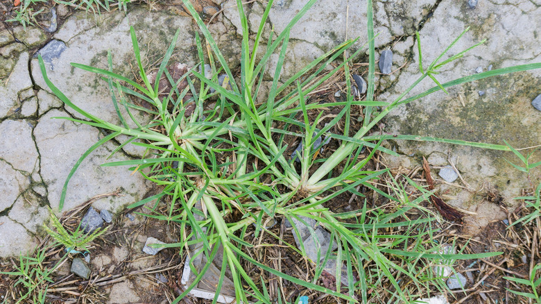 The goosegrass weed Eleusine indica growing in a yard