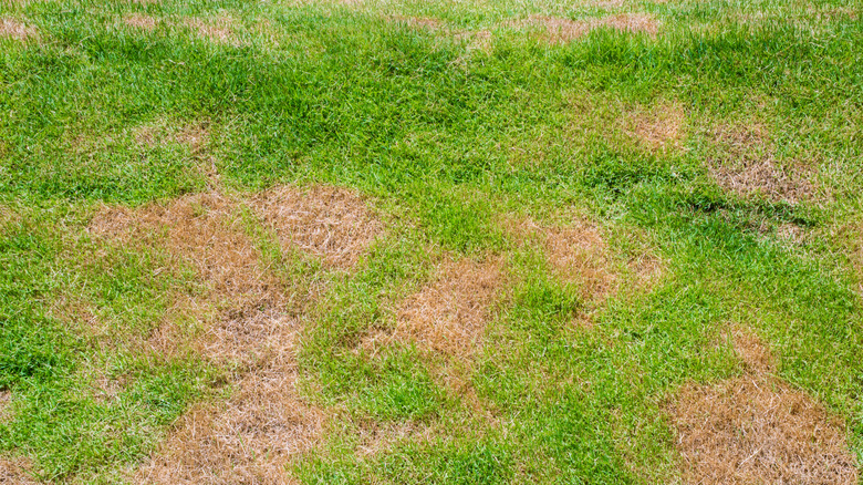 A lawn with patches of dead grass