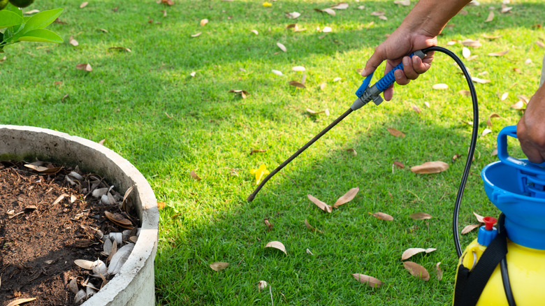 A person spraying herbicides to kill weeds in grass