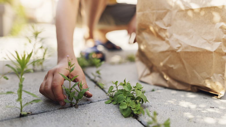 A person pulling weeds between cracks in concrete