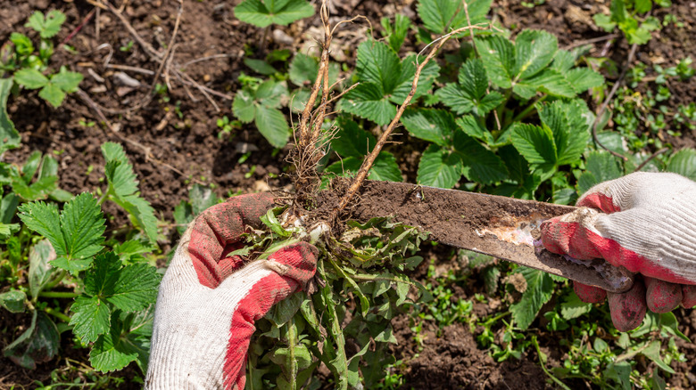 A person holding a dandelion with the full root attached