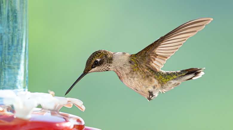 A hummingbird hovers at a feeder