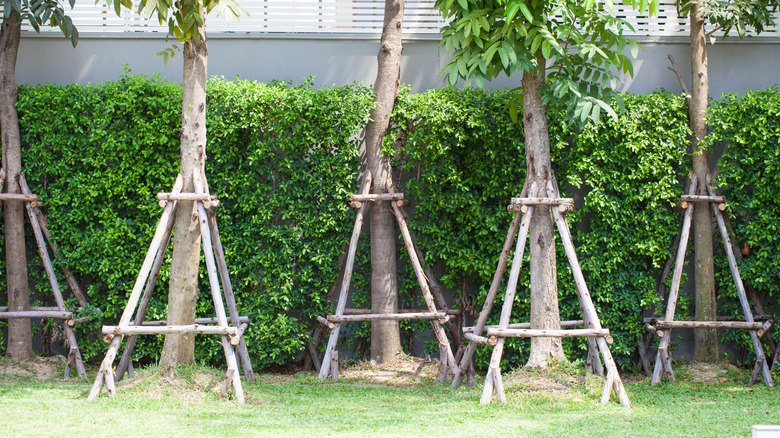 Young tees staked in place with supports.