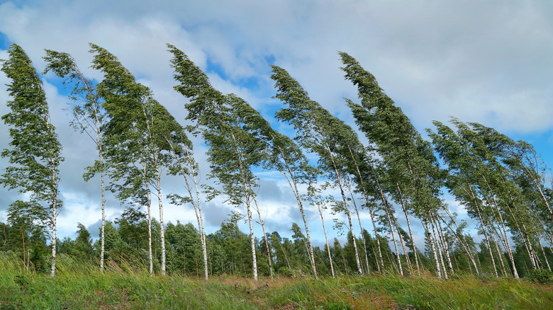 A row of young birch trees being rocked by the wind.
