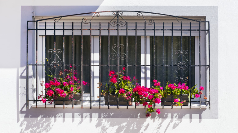 Window with security bars and dark pink geraniums