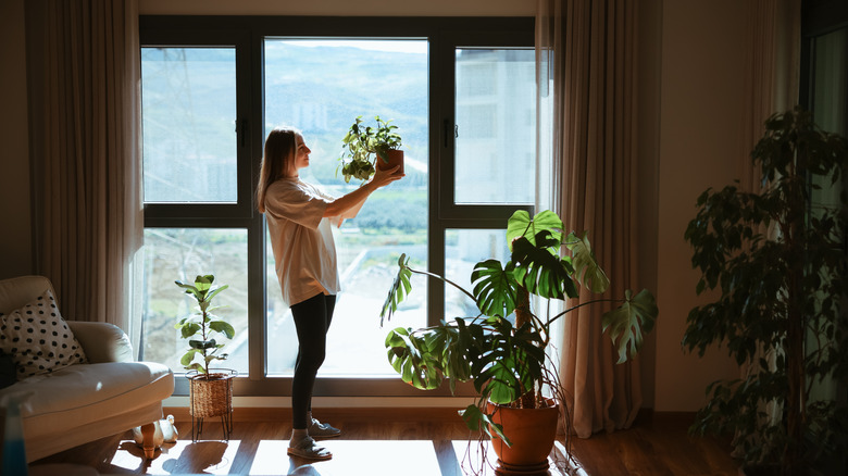 A backlit woman holds up a potted plant against a window