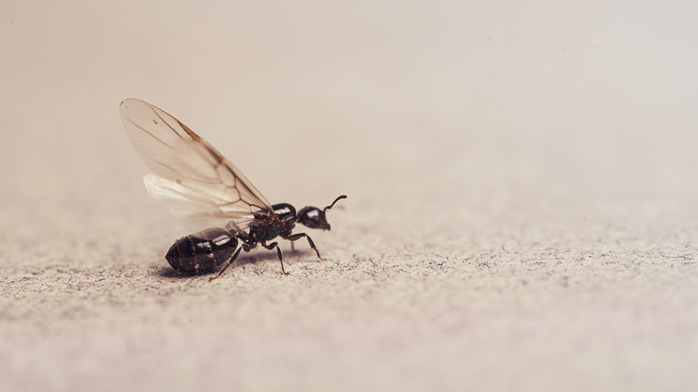 queen ant with wings