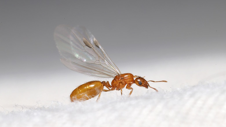 termite with translucent wings