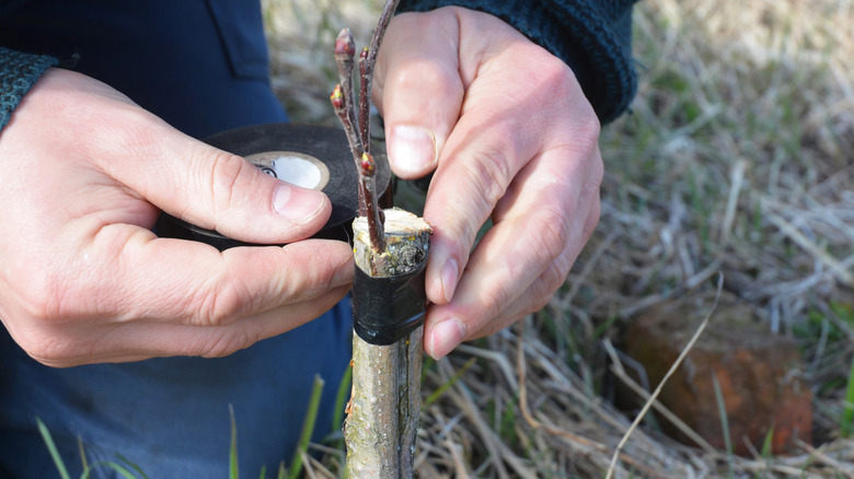 A close up of a man grafting a fruit tree