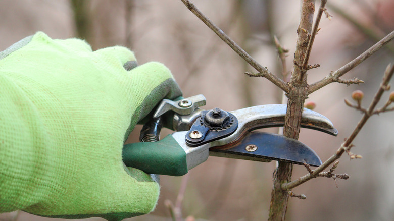 A gloved hand holds pruners up to a dormant fruit tree