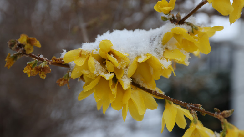 branches of a forsythia shrub covered in snow