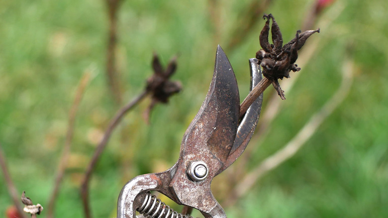 A man with pruning shears cuting a forsythia branch