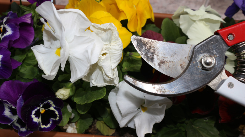 Close up of garden clippers and pansy flowers of multiple colors
