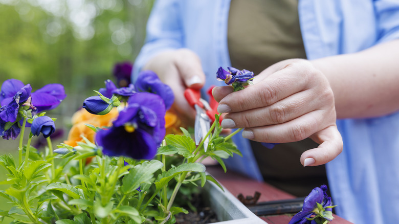 Person deadheading purple pansies