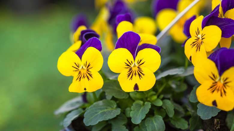 Yellow and purple pansies in pots