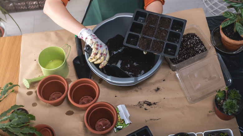 woman planting seeds in pots