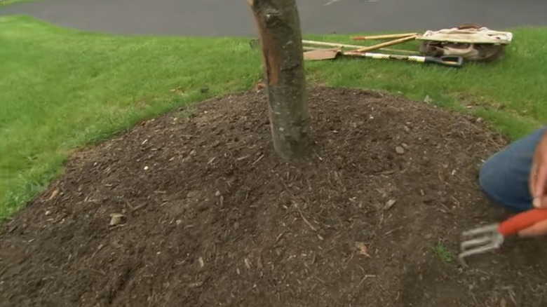 A tree with a huge mulch 'volcano" around it is susceptible to pest invasions.