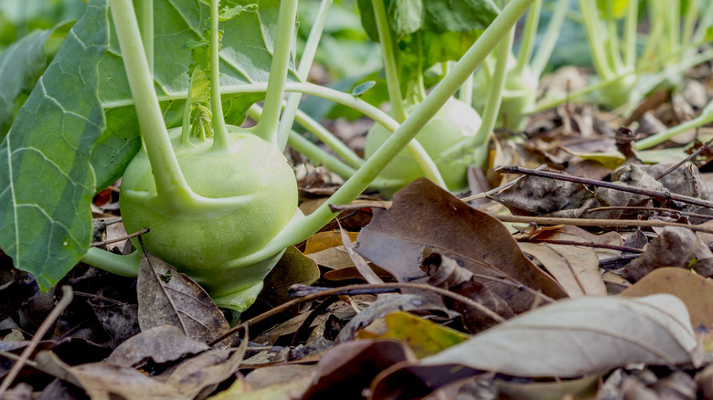 These kohlrabi are mulched with leaf mulch